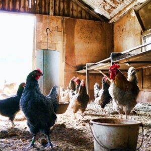 Hens: An overview of our feathered friends