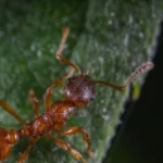 Two new ant species discovered