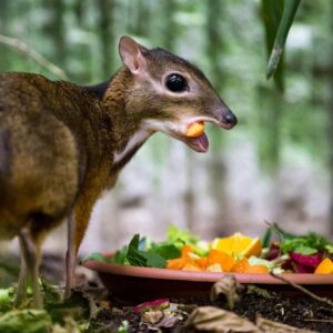 a mouse deer with fangs and large eyes.a mouse deer with fangs and large eyes.different types of tragulidae (chevrotain)