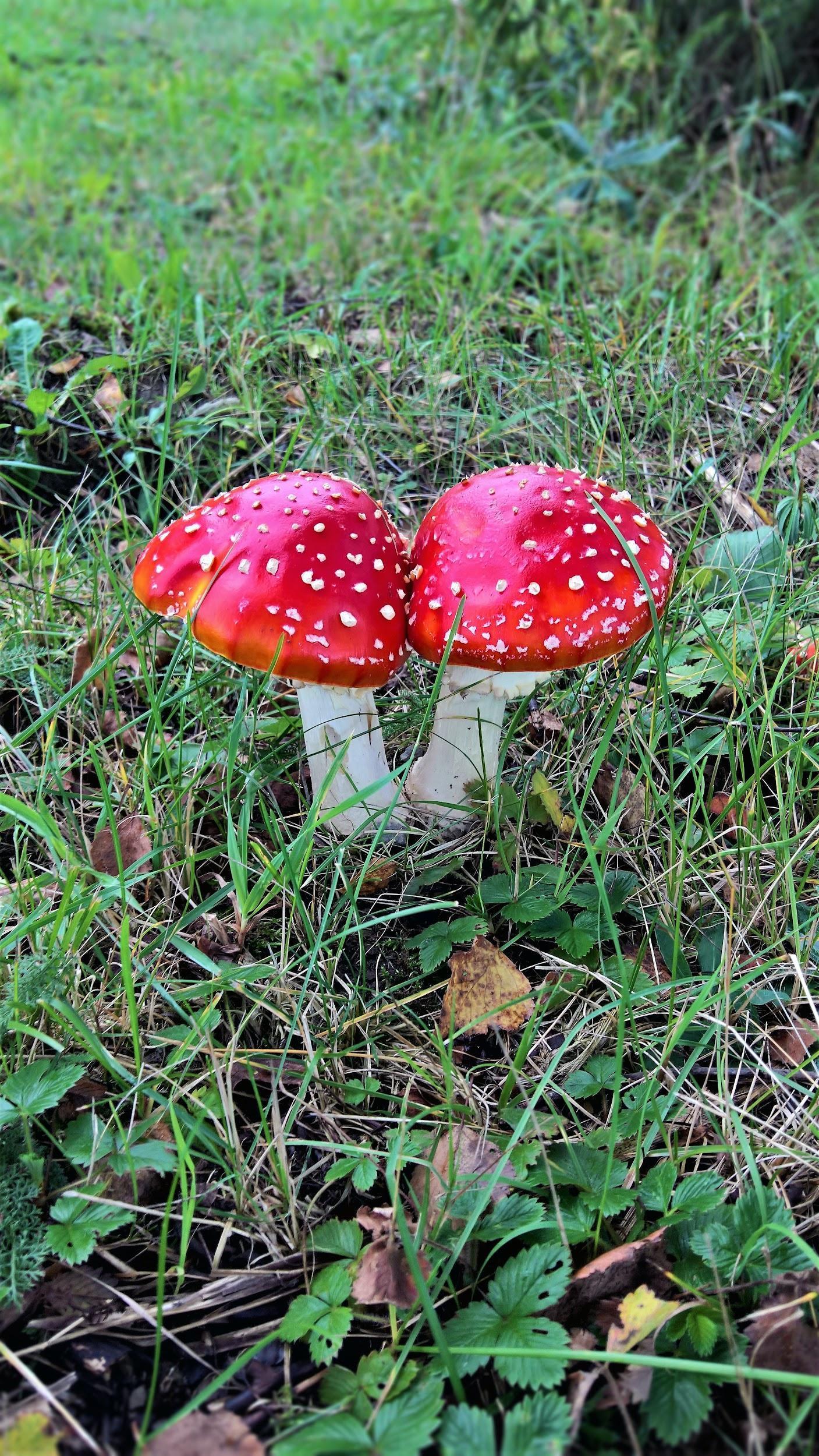 Cute and beautiful mushrooms.