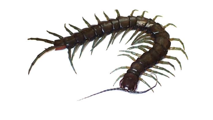 amphibious centipede