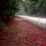 Red crabs scurrying along the roads of Australia