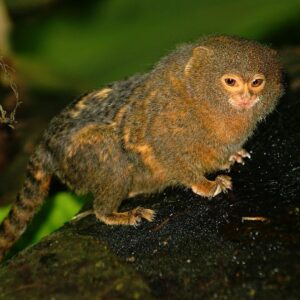 The pygmy marmoset