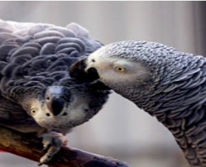 African Grey parrot