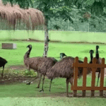 Emu