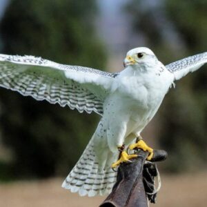 Gyrfalcon