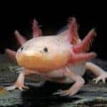 Axolotls