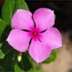 Madagascar Periwinkle