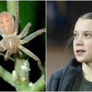 Greta thunberg with the spider, Newly found spider, Boyan Slat, Scars of spider, Greta Thunberg