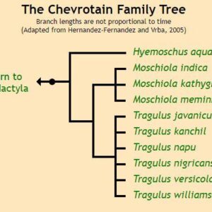 CHEVROTAIN