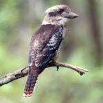 Kookaburra