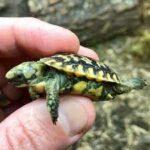 Speckled Dwarf Tortoise