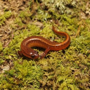 Carolina sandhills salamander