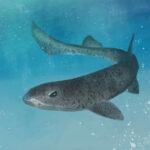 A Catshark Discovered in The Indian Ocean; One of the types of catshark; A Male Catshark; Most Dangerous Shark Species