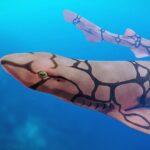 Chain catshark