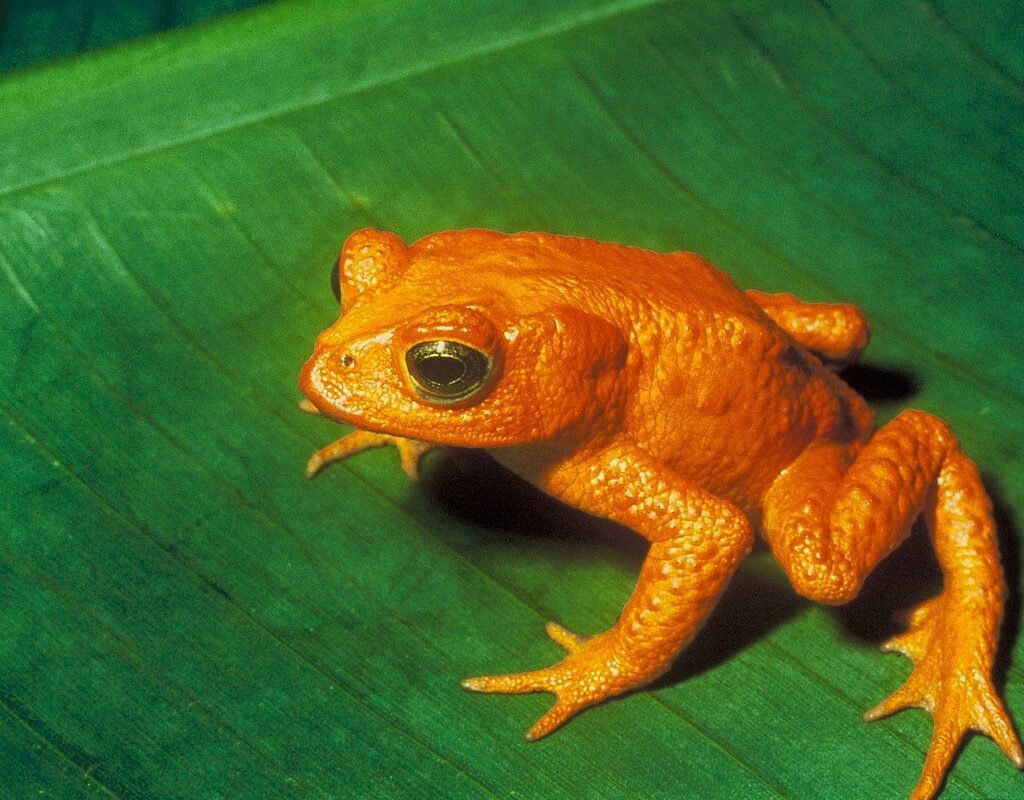 A golden toad