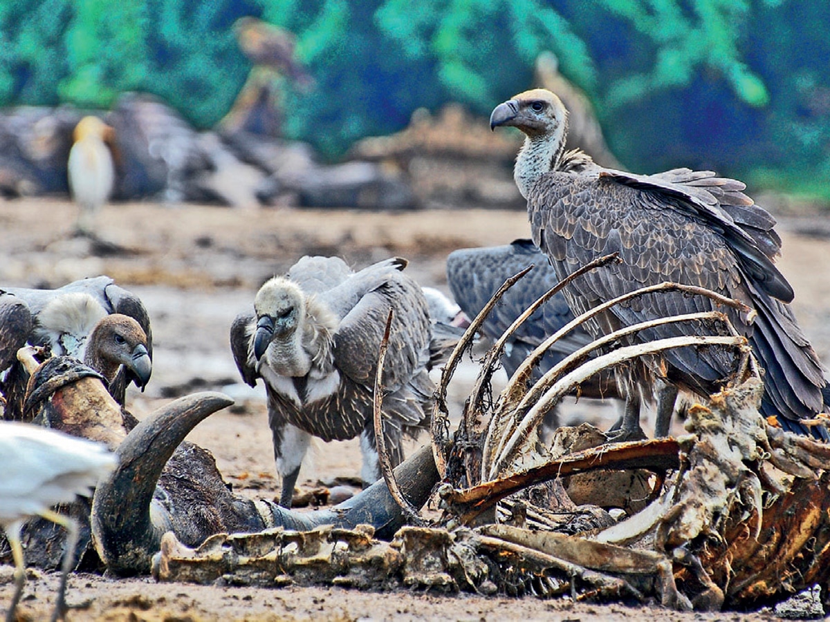 Vultures feeding on Carcasses