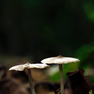 Edible Mushrooms