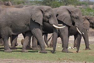 African Savanna Elephant