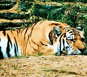  Amur Tiger