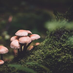 Wild Mushrooms