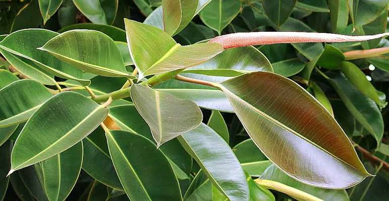 Leaves of Rubber plant.