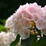 Kalmia latifolia