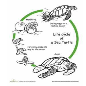 A life cycle of reptile