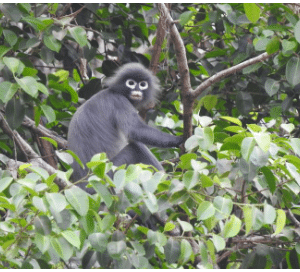 Appearance of Popa Langur