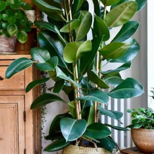 Ficus elastica in a pot.