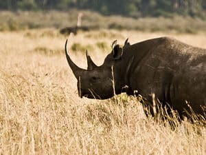 Black Rhino