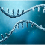 mRNA protein synthesis