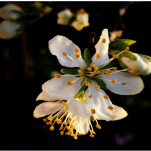 Damson Plum Flower