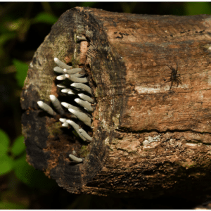  Dead Man’s Fingers