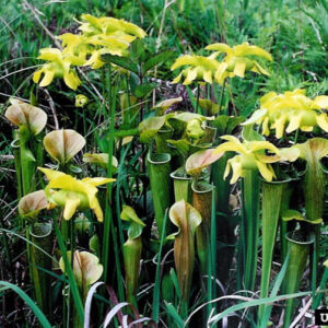 Green Pitcher Plant