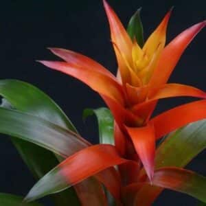 guzmania