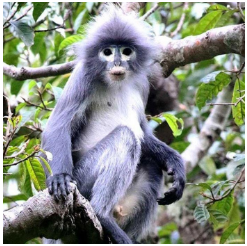 Mysterious monkey, Popa Langur