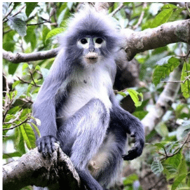 Mysterious monkey, Popa Langur