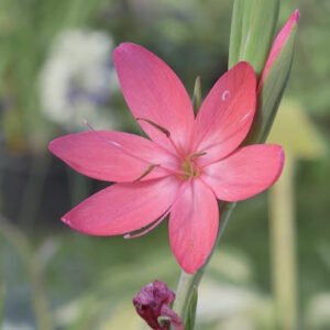 Plant Kaffir Lily