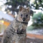 Quokka