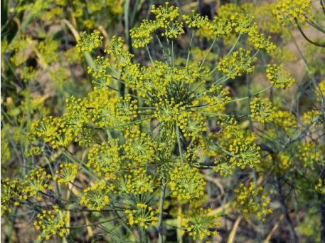 Anethum graveolens