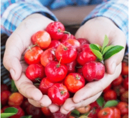 Acerola fruit