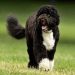 Portuguese Water Dog