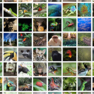 biodiversity collage;