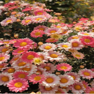 colourful pink daisies