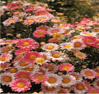 colourful pink daisies