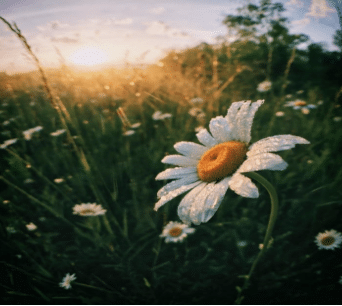  zoomed in daisy flower