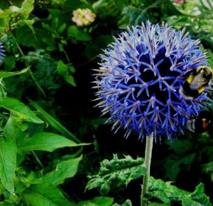 Echinops