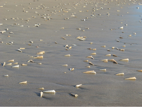 Turritella shells washed along the beach of costa rica