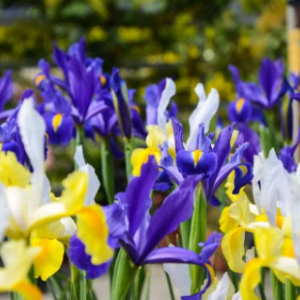 Iris hollandica